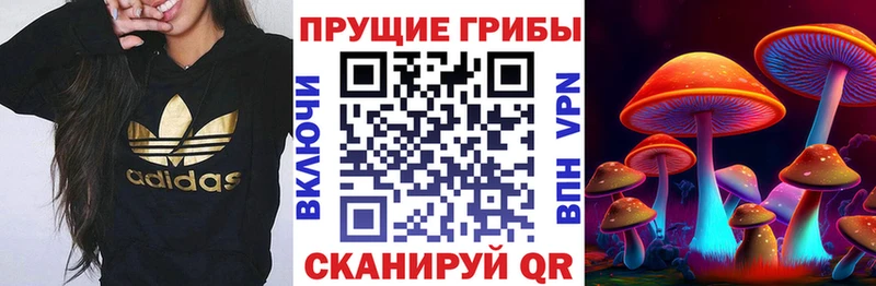 где можно купить   Себеж  hydra рабочий сайт  Галлюциногенные грибы Cubensis 